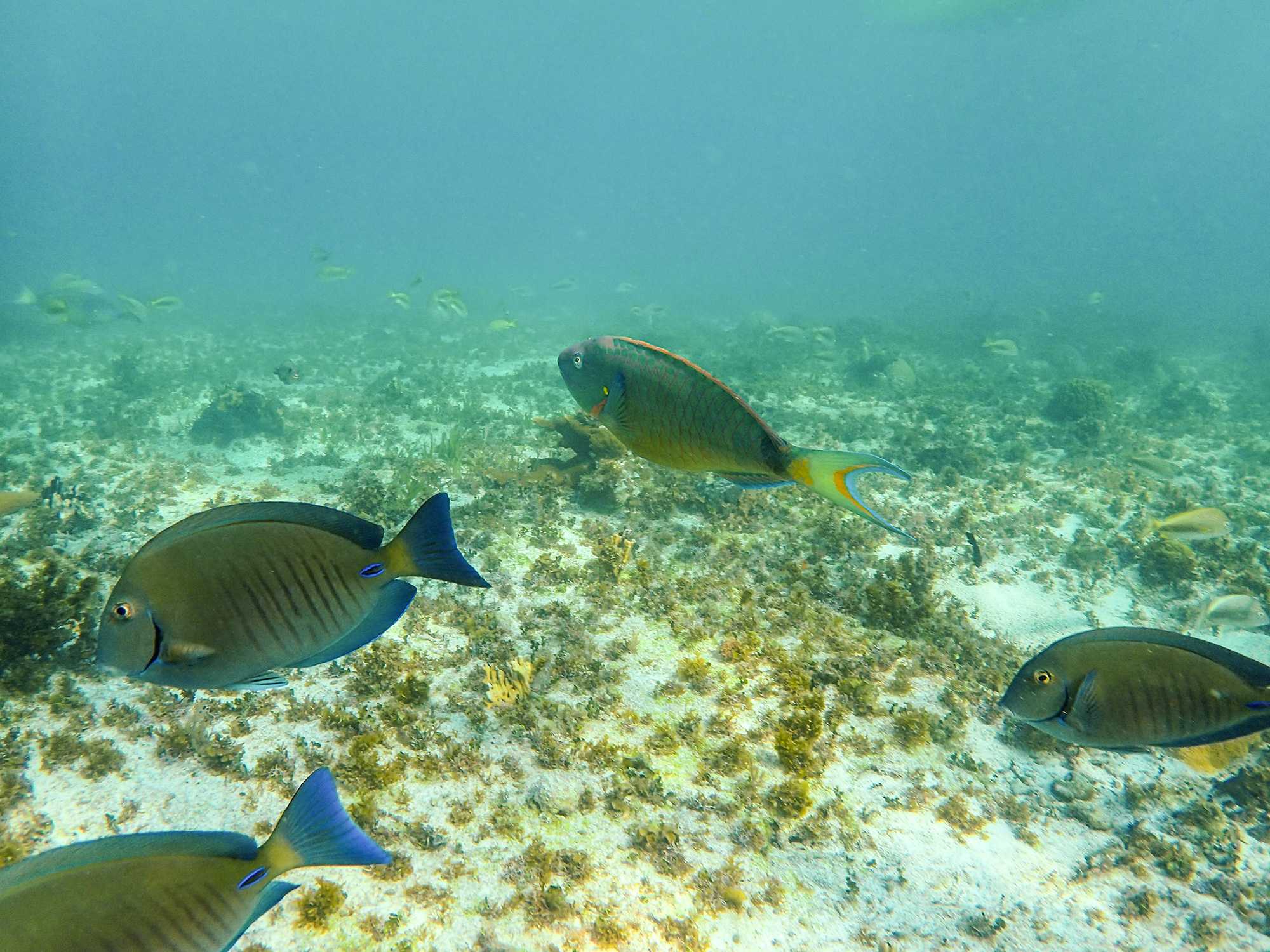 Underwater scene of several tropical reef fish swimming over a sandy, algae-covered seabed in blue-green tones