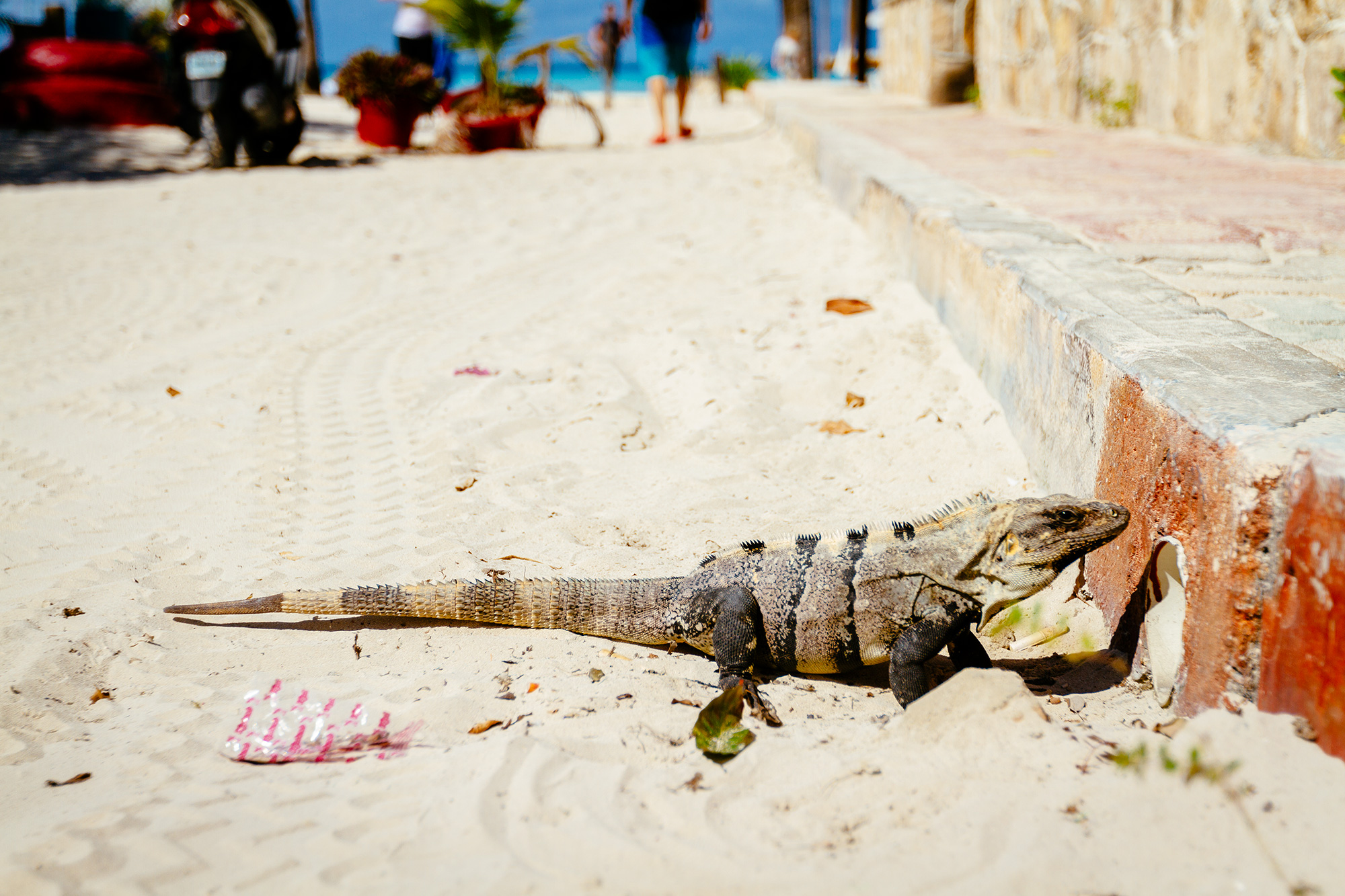 Iguana resting on sandy ground near a curb, blurred beach and people in the background, warm sunny outdoor mood