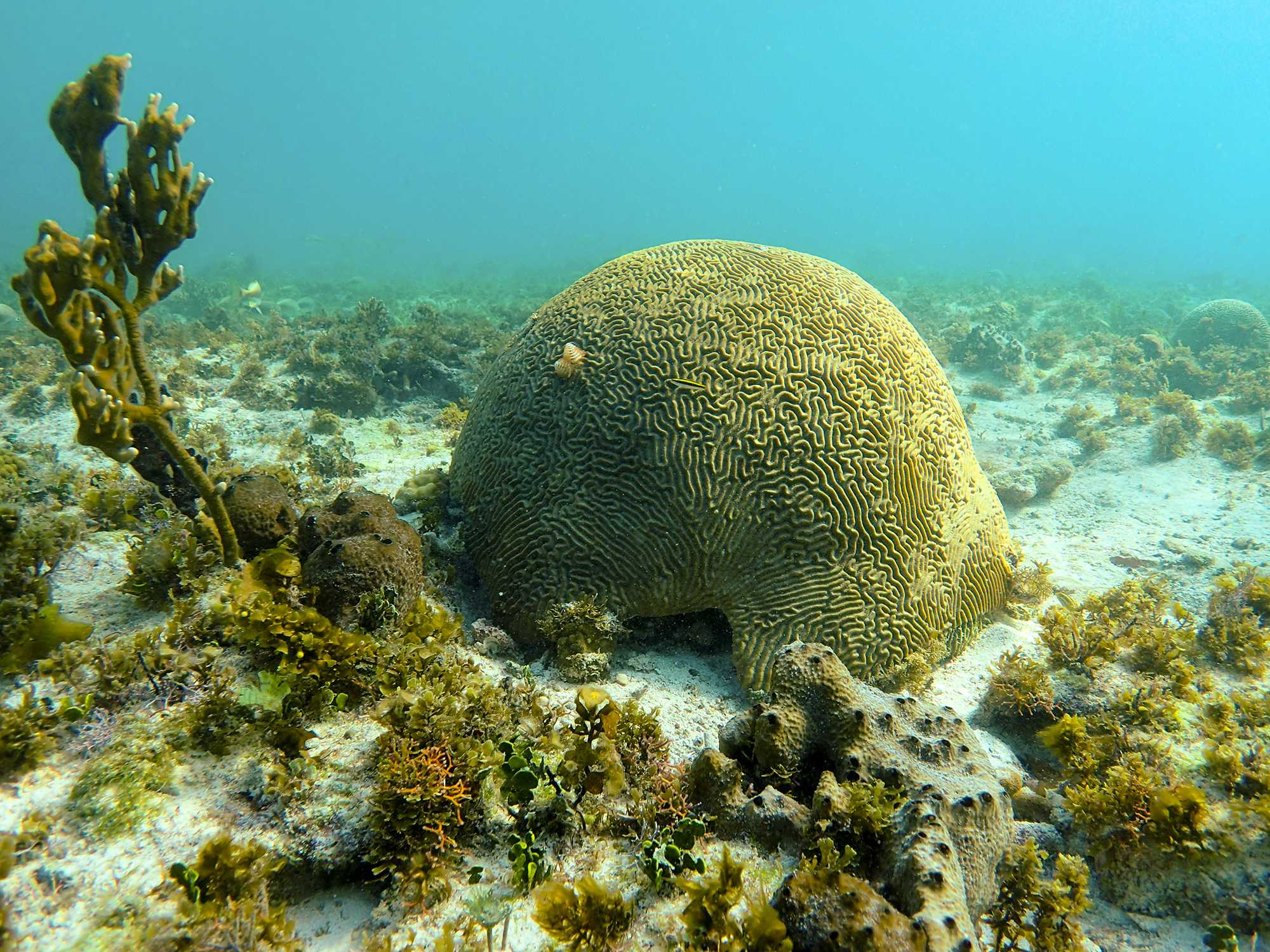Underwater close-up of a large dome-shaped brain coral surrounded by smaller corals and algae on the seafloor